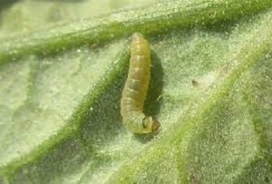 larva-tuta-absoluta