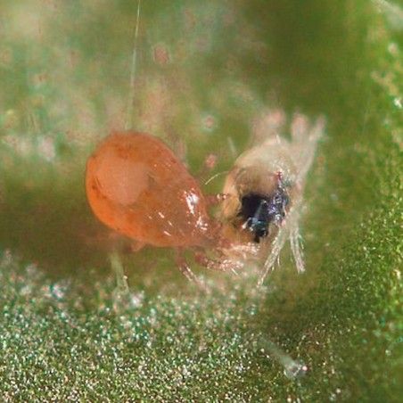 Spic Ulti-Milbe KOPPERT Räubermilbe Neoseiulus californicus 2
