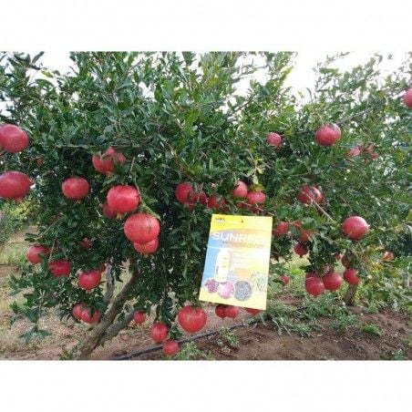 SUNRED Biopromoter ripening and colouring of fruits 2