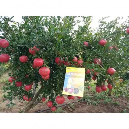 SUNRED Biopromoter ripening and colouring of fruits