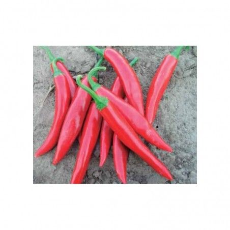 Amando F1 Hybrid 1000 seeds 2