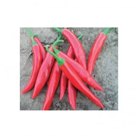 Amando F1 Hybrid 1000 seeds