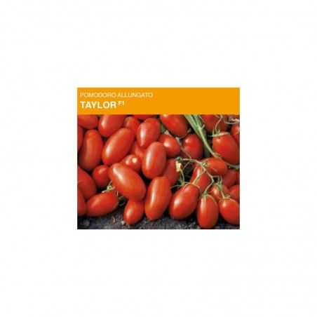 25000 Samen Verarbeitete Tomate Stretched Taylor F1 Pille