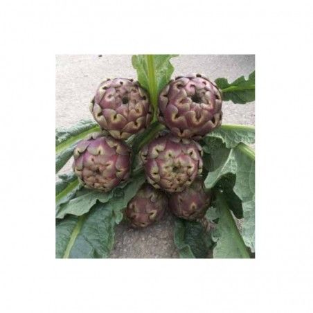 Posiew Romanesco Karczoch Atenea F1 Nunhems 1000 nasiona