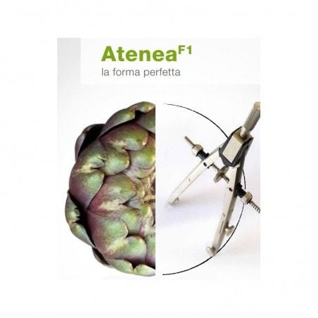 Samen Romanesco Artischocke Atenea F1 Nunhems 1000 Samen 2