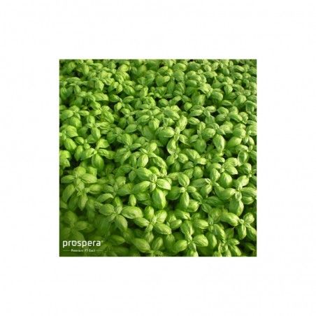 Nasiona Basil Hybrid Prospera F1 Fenix 500 gramów