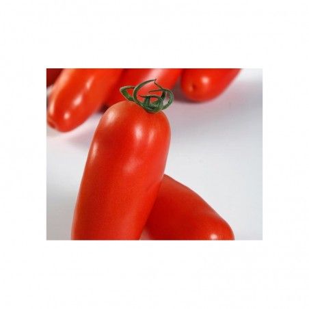 San Marzano Nasiona pomidora Sir Galvan F1 1000 nasiona