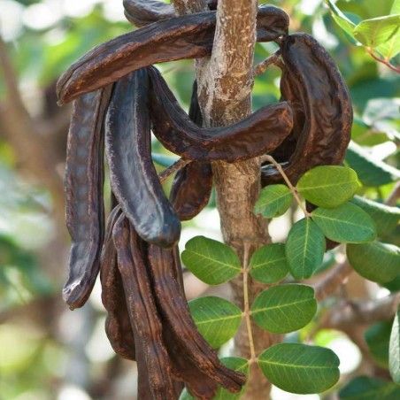 Carob plant (from seed)
