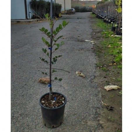 Carob plant (from seed) 2