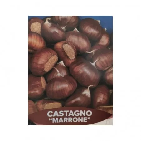 Brown Chestnut plant (from seed)