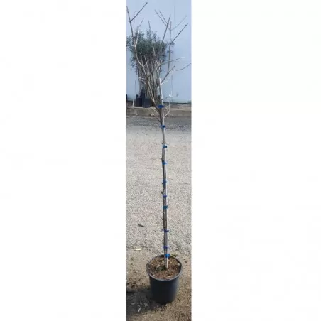 Pianta di Melograno Mollar de Elche 2