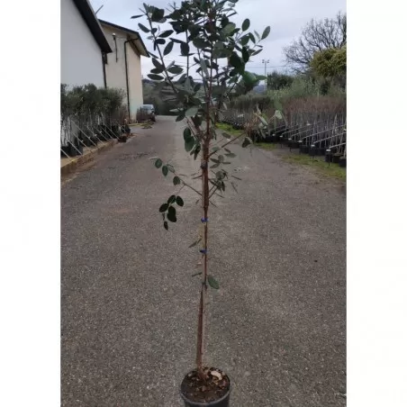 Pianta di Feijoa (o Acca Sellowiana) vaso 5 litri 2