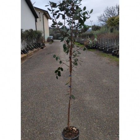 Roślina Feijoa (lub Acca Sellowiana) 5 litrowa doniczka