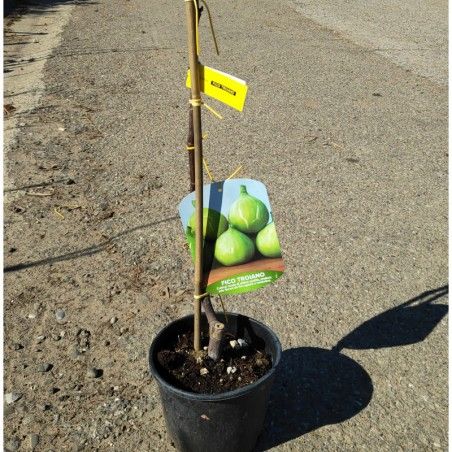 Figowiec trojański Ficus Carica 2