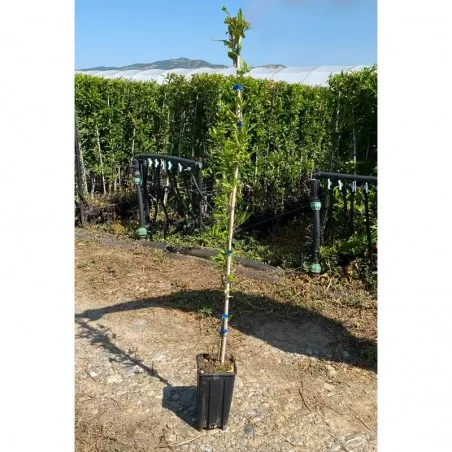 Pianta di Melograno Wonderful