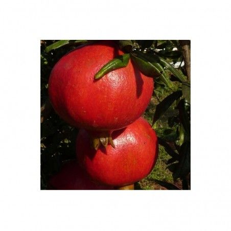 Granatapfel-Pflanze Acco