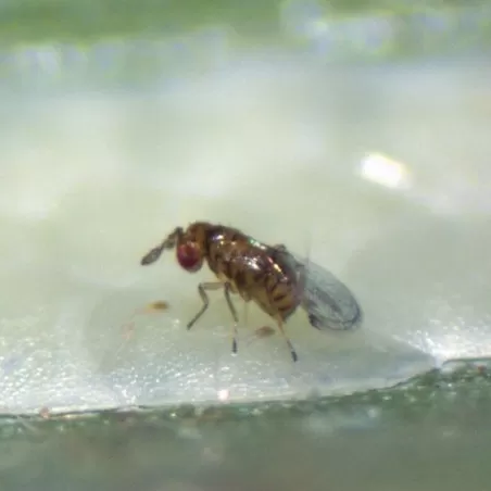 Tricho-Strip KOPPERT Trichogramma brassicae vs. Maiszünsler