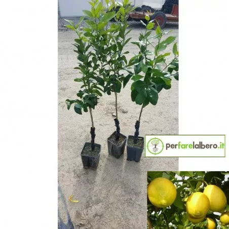 Femminello Lemon Plant Syracuse 2KR