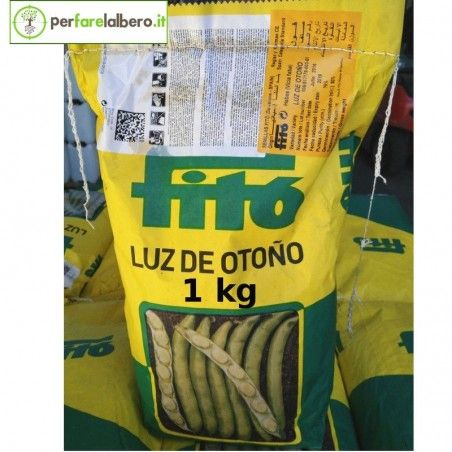 Early broad bean seeds LUZ DE OTONO PHYTO