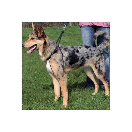 EasyWalk Basic Training Hundegeschirr