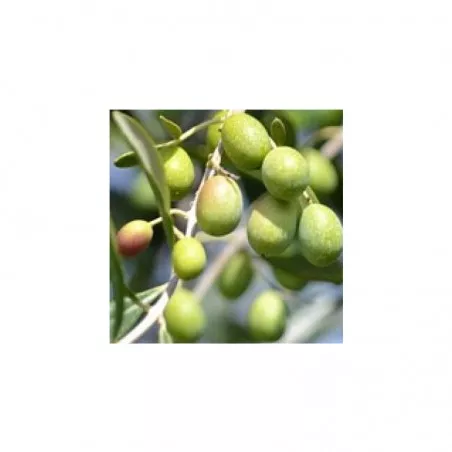 Olive oil plants (selectable variety)