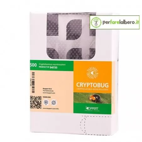 CRYPTOBUG Koppert Cryptolaemus montrouzieri contro la... 2