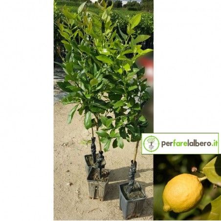 Pianta di limoni di Rocca Imperiale 