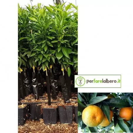 Pianta Clementine Caffin 