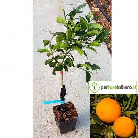 Pianta di Arancio Fukomoto Citrus sinensis