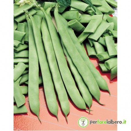 Atlanta Olter H.S.1000 Seeds Nano flache grüne Bohne