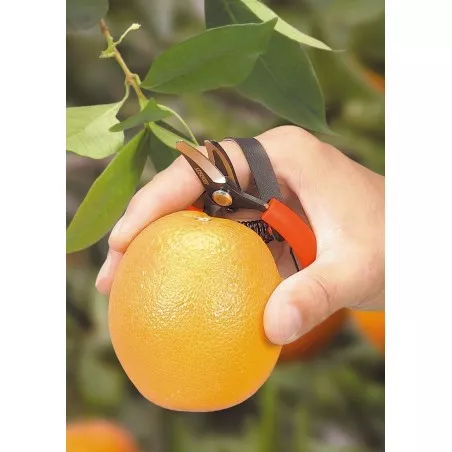 STOCKER 349 Citrus Scissors with Curved Blade Belt
