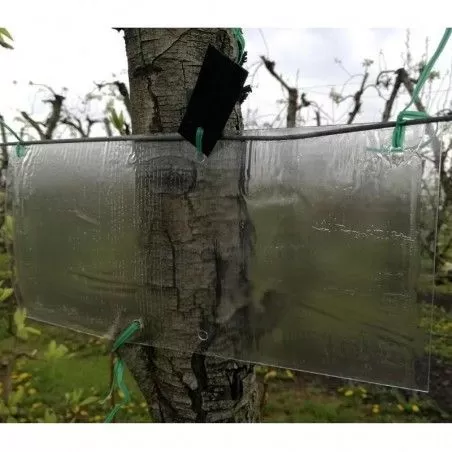 Monitoraggio Cimice Asiatica Halyomorpha halys Pherocon... 2
