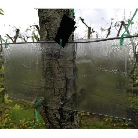 Monitorowanie azjatyckiego pluskwiaka śmierdzącego Halyomorpha halys Pherocon Sticky Trap
