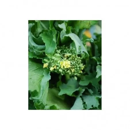 Samen Cima di Rapa Cinquantina Cima Grossa 500 g 2