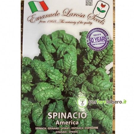 Nasiona Szpinaku Ameryka 500 g
