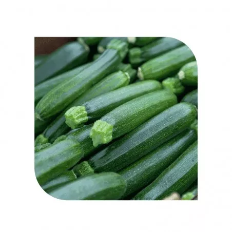 CIGAL F1 SEMINIS grüne Zucchini Samen