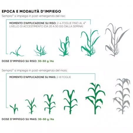 Sempra (Permit) Selective herbicide Rice Corn against... 2
