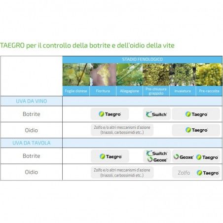 Taegro Syngenta organisches Fungizid Bacillus amyloliquefaciens Stamm FZB24