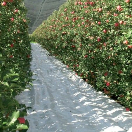 Covertex White anti-algae net mulching film h 57 cm x 100 mt