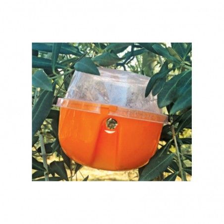 Decis Trap Olivo Trappola insetticida mosca dell'olivo 20 pz