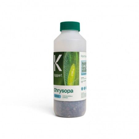 CHRYSOPA KOPPERT Chrysoperla carnea przeciwko mszycom mączlikowym