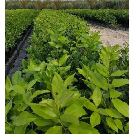 Ancient lemon plant of Rocca Imperiale Favale (seedless)