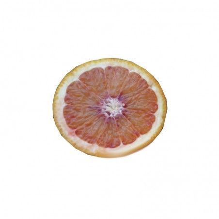 Pomarańczowa roślina Tarocco (Citrus sinensis)