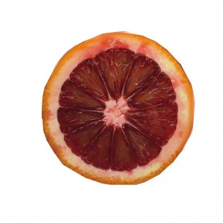 Dark Orange Plant (Citrus sinensis)
