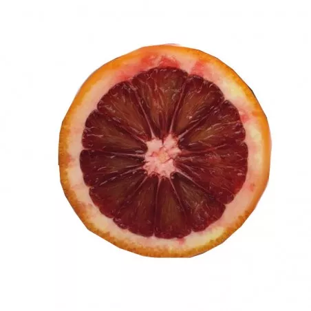 Pianta di Arancio Moro (Citrus sinensis)