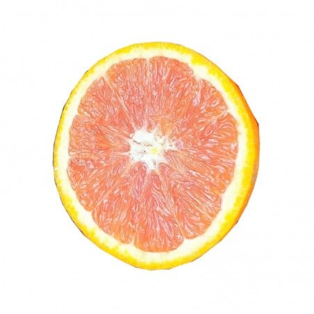 Pianta di Arancio Cara Cara Navel a polpa rossa