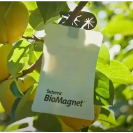 BioMagnet Amber trappola per la mosca della frutta. 25 pz 2