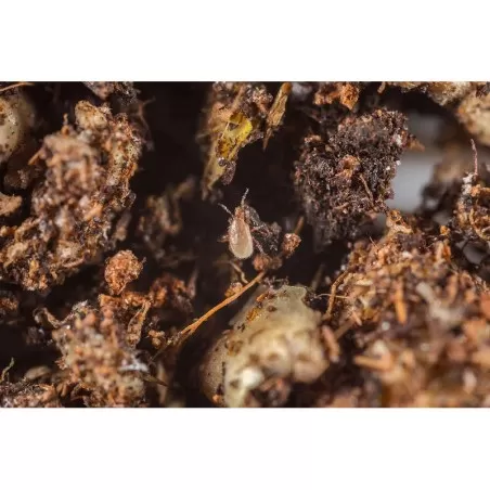 Entomite-M Koppert contro larve di sciaridi pupe di tripidi 2