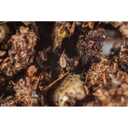 Entomite-M Koppert contro larve di sciaridi pupe di tripidi