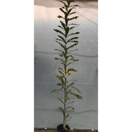 Macadamia integrifolia plant (Macadamia nut) pot 5 lt